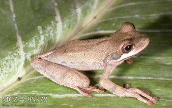 Media type: image;   Herpetology A-95378 Description: Photo of animal in life, taken in the field by Dr. Kenneth Ichiro Miyata. A slide of the photo was scanned in 2012 by Melissa Wooley.;  Aspect: lateral